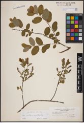 Foto von Salix aurita L. x Salix myrtilloides L.
